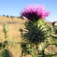bull thistle