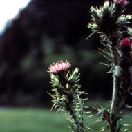 italian thistle