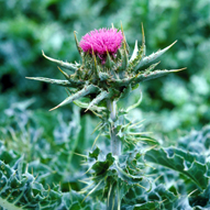 milk thistle